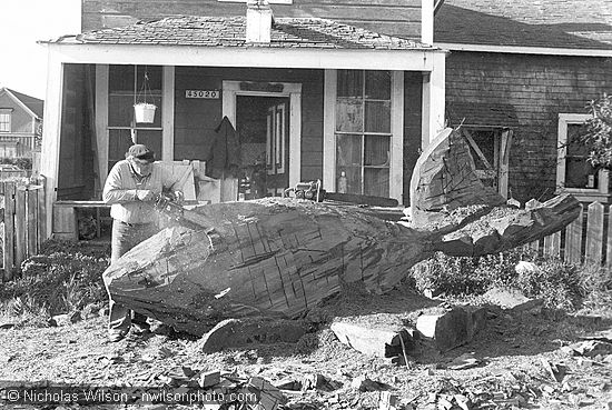 Redwood chips fly as Byrd Baker uses a chain saw to carve a log into a whale sculpture in front of his home at 45020 Ukiah St. in Mendocino. Photo © 1976 Nicholas Wilson, PO Box 943, Mendocino CA 95460. Neg 3-19-76-32. Scanned from 35 mm neg at 2700 dpi using Nikon LS-2000 on 2/19/01.