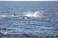 Pod of pilot whales showed themselves near the Phyllis Cormack.