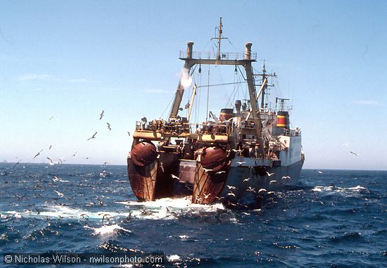 Stern view of the Aleksandrovsk, one of over a dozen Soviet Union 300 ft. bottom trawlers seen by the Mendocino Whale War anti-whaling patrol. The sea birds are attracted to the fish waste thrown overboard.