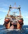 Rear view of the Aleksandrovsk, a 300 ft. Soviet Union trawler hauling a huge net loaded with tons of fish up its stern ramp just outside the then 12-mi. limit of U.S. jurisdiction.