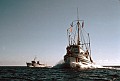 The Mendocino Whale War charter boat Phyllis Cormack at full speed leaves the James Bay after meeting at sea July 1, 1976