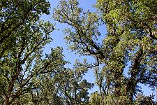 These are the trees that Black Oak Ranch is named after.